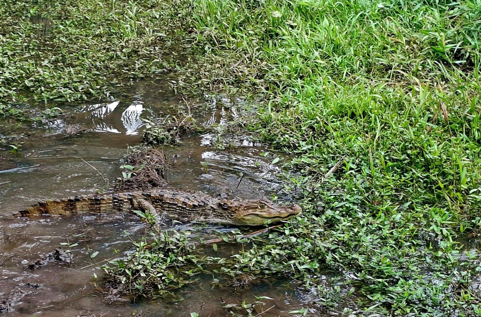 Babilla avistada en cuerpo de agua